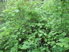 Actinidia kolomikta