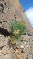 Lomatium laevigatum