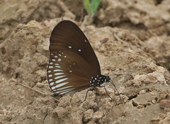 Euploea doubledayi