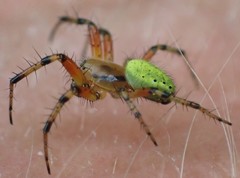 Araniella opisthographa