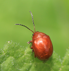 Argopus