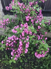 Weigela floribunda
