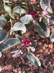 Indigofera monophylla