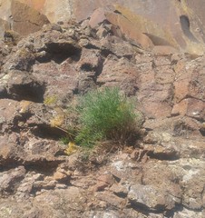 Lomatium laevigatum