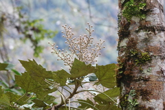 Sinopanax formosanus