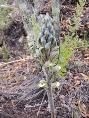 Sarcoglottis schaffneri
