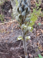 Sarcoglottis schaffneri
