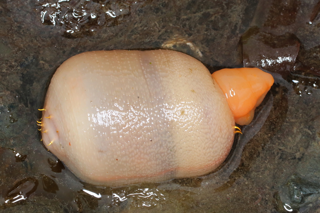 Echiurus sitchaensis