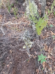 Sarcoglottis schaffneri