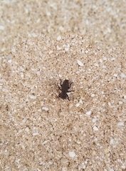 Zopherinae