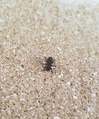Zopherinae