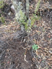 Sarcoglottis schaffneri