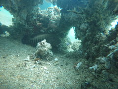 Cephalopholis panamensis