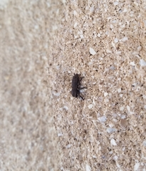 Zopherinae