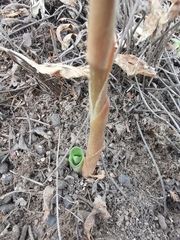 Sarcoglottis schaffneri