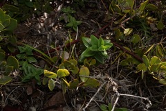 Gentiana affinis ovata