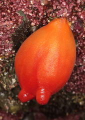 Halocynthia aurantium