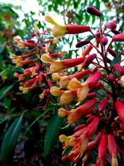 Aesculus × mutabilis