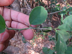 Ximenia