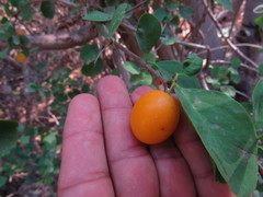 Ximenia