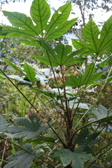 Fatsia polycarpa