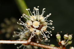 Fatsia polycarpa