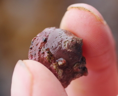 Crepipatella lingulata