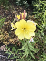 Oenothera elata hookeri