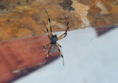 Nephilengys malabarensis