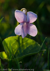 Viola epipsiloides