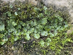 Marchantia inflexa