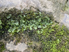 Marchantia inflexa