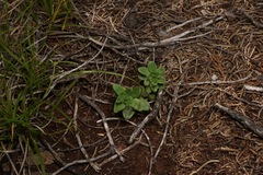 Gentiana affinis ovata