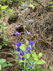 Delphinium sutherlandii