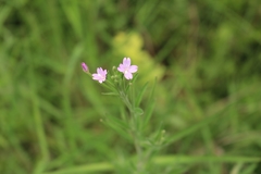 Epilobium pyrricholophum