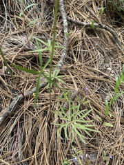 Delphinium sutherlandii