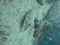 Sphoeroides lobatus