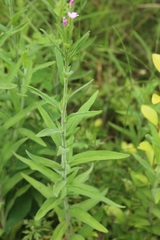 Epilobium pyrricholophum