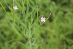 Epilobium pyrricholophum