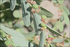 Phyllanthus lacunarius