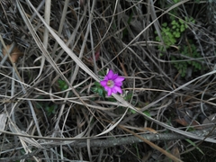 Gentiana rubicunda