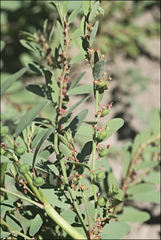 Phyllanthus lacunarius