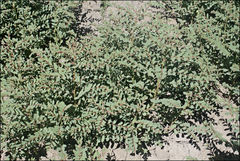 Phyllanthus lacunarius