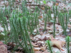 Huperzia lucidula image