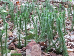 Huperzia lucidula image