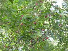 Crinodendron hookerianum