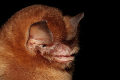 Natalus tumidirostris