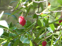 Crinodendron hookerianum