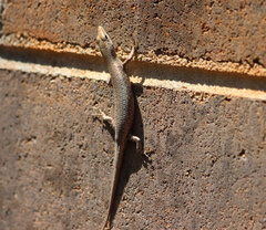 Cryptoblepharus cygnatus