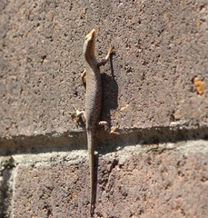 Cryptoblepharus cygnatus